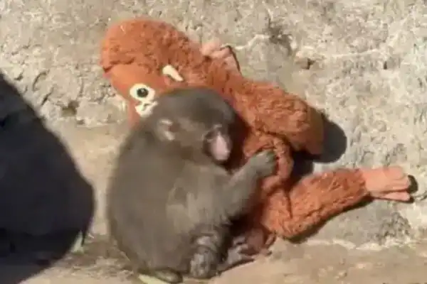 Zoológico se pronuncia após vídeo chocante com filhote viralizar