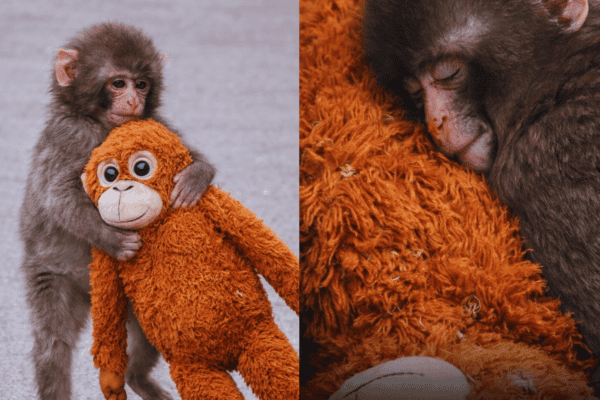 Filhote de macaco abandonado pela mãe encontra amor e conforto em um orangotango de pelúcia