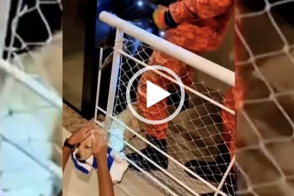 Bombeiros resgatam cachorro preso em grade no RJ