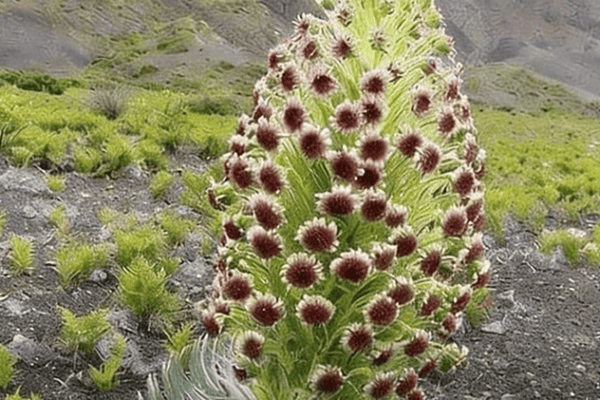 Flor da planta da paciência aparece após sete anos e permanece visível por apenas sete dias