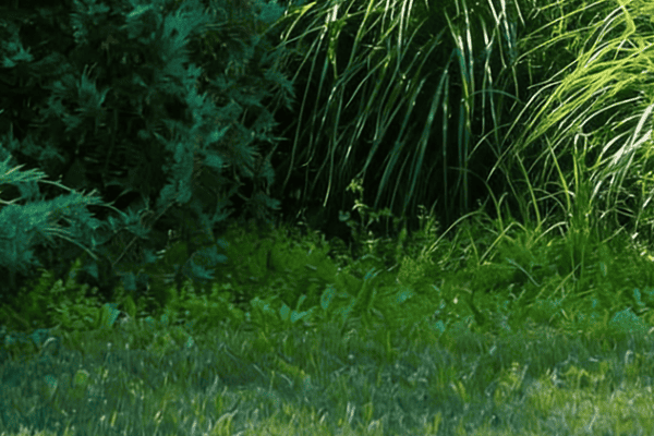 Aroma fresco de grama cortada sinaliza defesa química das plantas