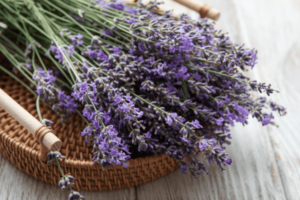 Lavanda é valorizada por promover relaxamento e atuar como repelente natural