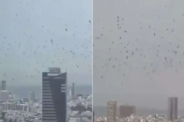 Entenda a profecia sobre o surgimento de milhares de corvos no céu de Tel Aviv