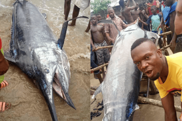 Um pescador capturou um gigantesco Marlim-azul avaliado em mais de R$ 13 milhões e sem saber o valor ele comeu com sua vila