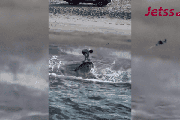 Jovem entra no mar e resgata tubarão-branco preso em linha de pesca