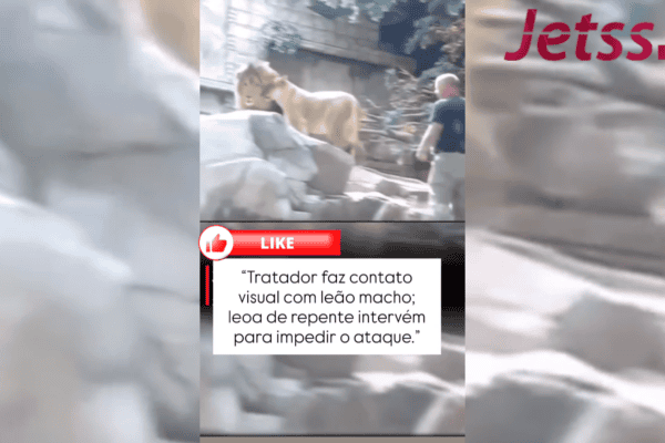 Tratador faz contato visual com leão macho; leoa de repente intervém para impedir o ataque