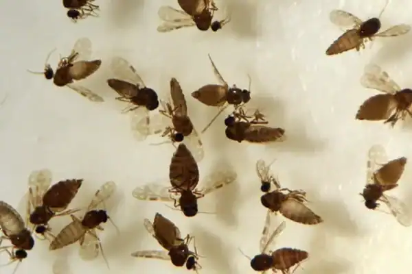 Infestação de maruim em SC obriga moradores a se trancarem em casa e usar casacos