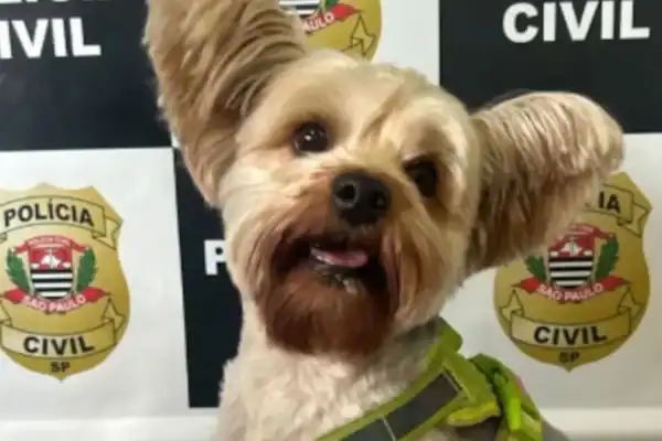 Homem disfarça-se para furtar cachorro da ex em pet shop e é preso