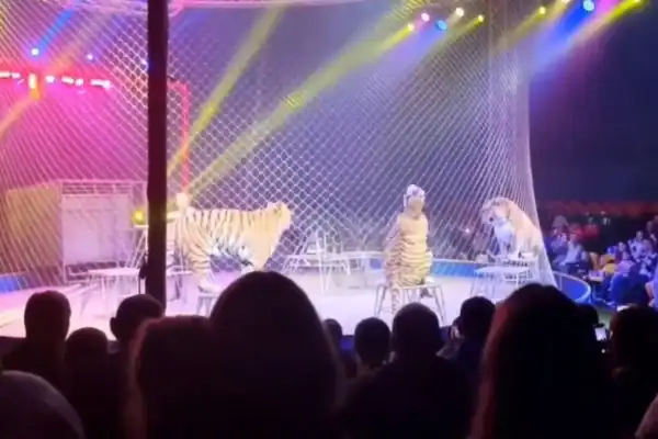 Tigre foge de atração circense na Rússia e gera pânico na plateia