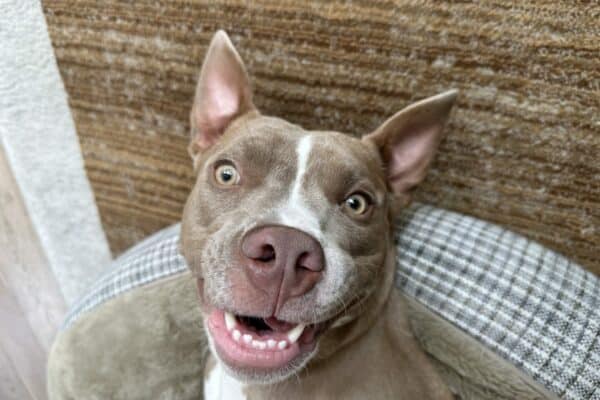 Homem que tentou invadir chácara é atacado por quatro pitbulls