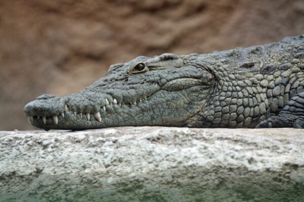 Achados chocantes no estômago de crocodilo podem alterar os rumos das investigações