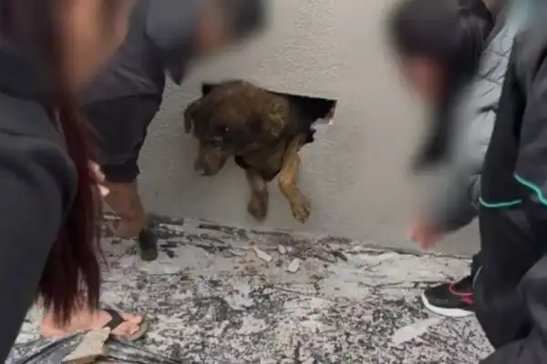Cadela desaparecida é resgatada viva de parede concretada em obra em Guarapuava (PR)