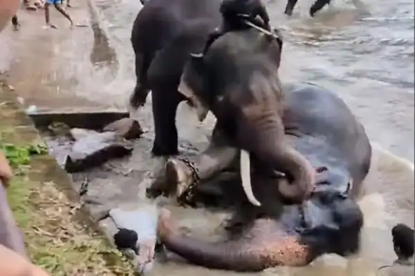 Turista morre pisada durante briga entre elefantes em parque; veja vídeo