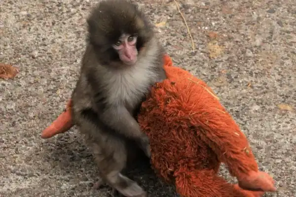 Homem fantasiado invade área de Punch, o macaco que viralizou ao se apegar a pelúcia
