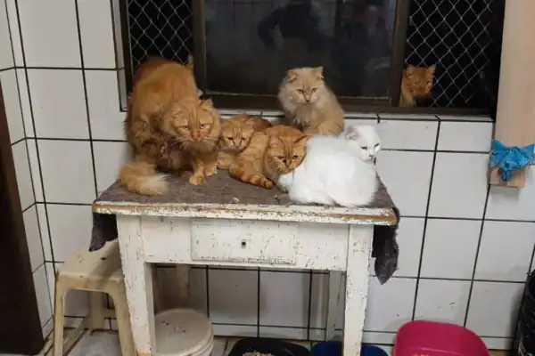 ONG relata ‘cenário de horror’ em apartamento com cerca de 400 gatos em Concórdia