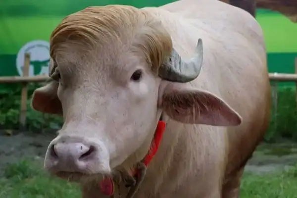 Búfalo conhecido por semelhança com Trump terá destino chocante