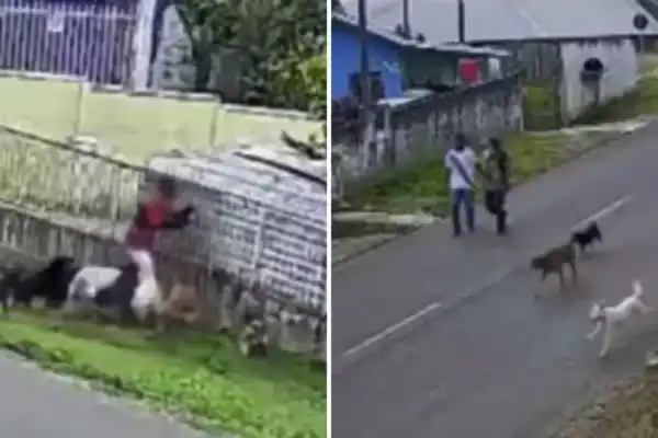 Menino é atacado por nove cães enquanto adultos assistem sem intervir
