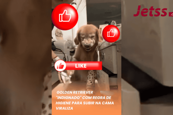 Golden Retriever “indignado” com regra de higiene para subir na cama viraliza