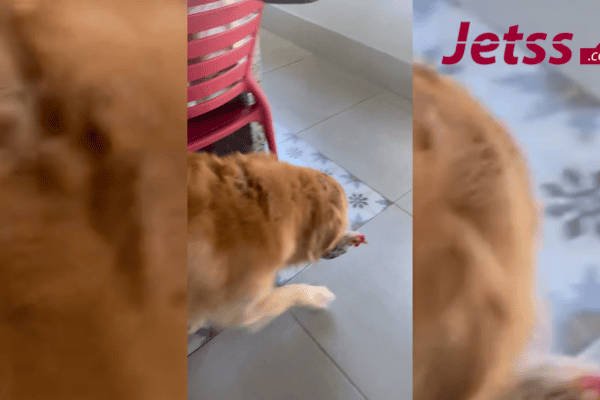 Amizade entre cachorro e galinha viraliza e encanta a internet