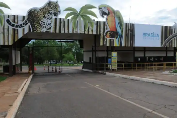Mulher invade recinto do elefante Chocolate no Zoológico de Brasília