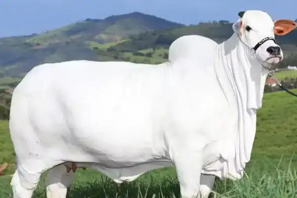 Valor da vaca mais cara do mundo impressiona e ela é brasileira