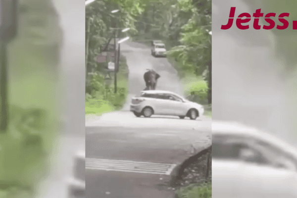 Elefante selvagem avança contra agentes florestais e deixa três feridos na Índia