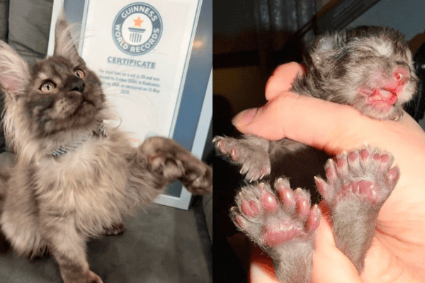 Gato com 29 dedos bate recorde mundial e entra para o Guiness Book