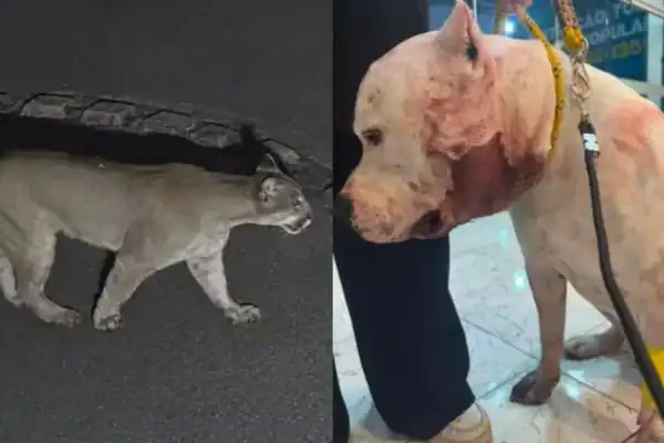Pitbull enfrenta onça-parda para defender família em condomínio na Serra da Cantareira