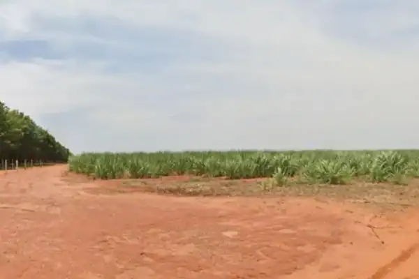 Homem é encontrado morto dentro de buraco em fazenda de São José do Rio Preto