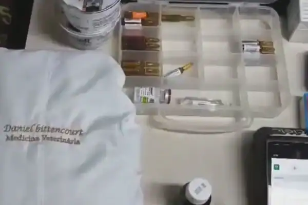 Falso veterinário é detido em flagrante ao operar gato em Duque de Caxias