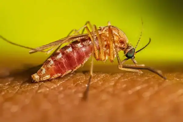 Febre do Nilo: SP registra primeiros casos na história do Estado; SC tem óbito