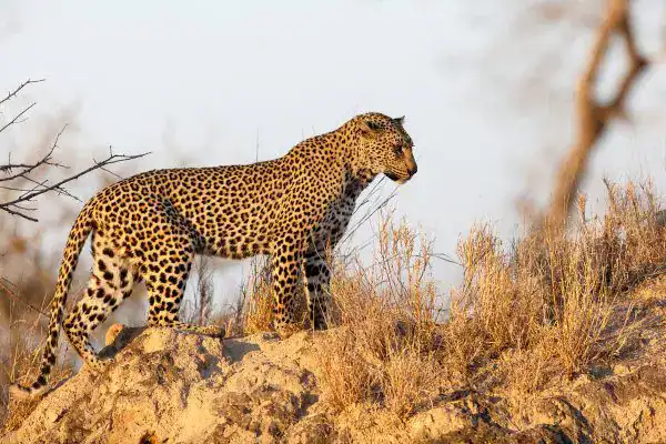 Leopardo ferido escapa de contenção e ataca guarda florestal durante resgate