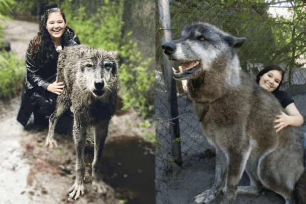 Conheça Yuki, o cão-lobo gigante que virou sensação nas redes